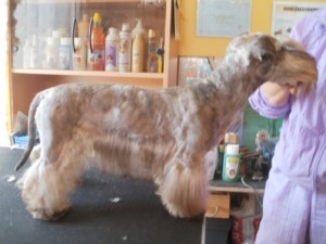 Příprava na výstavu Bernard OD Arish Angel alias Bačík